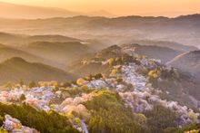Mount Yoshino Sakura