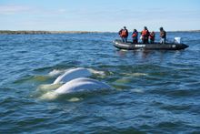 A group of Frontiers North guests observe a pod of beluga whales from a Zodiac boat