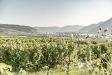 Welterbesteig Wachau 