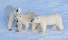 Polar bears