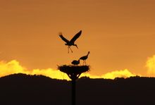 Oriental White Stork in Toyooka 