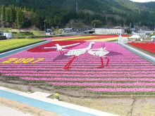 Tanto Tulip Festival, 2007