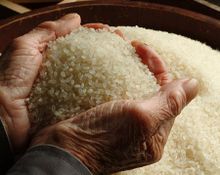 Kounotori rice 