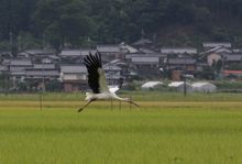 Kounotori 