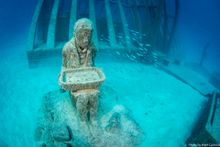 Coral Greenhouse, John Brewer Reef