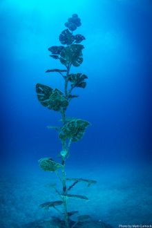 Coral Greenhouse, John Brewer Reef