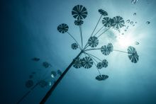 Coral Greenhouse, John Brewer Reef