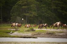 Ponies of Chincoteague Virginia