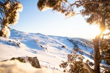 Sunrise through the Trees at Thredbo