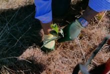 Buy a Tree | Thredbo's Matching Donations