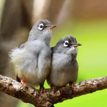 Mauritius  Olive White-eye 