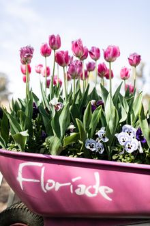 Floriade's signature wheelbarrows 