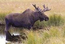 Yukon Wildlife Preserve