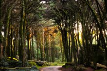 Sintra 