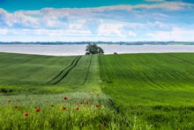 View over Horsens Fjord