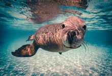 Meet the sea lions in Rockingham