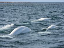 A pod of beluga whales in the Churchill River