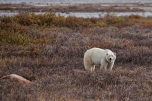 A polar bear in the Churchill Wildlife Management Area