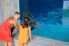 Nicholas the dolphin welcomes guests to the new Stone Dolphin Complex at Clearwater Marine Aquarium (photo courtesy of Clearwater Marine Aquarium).