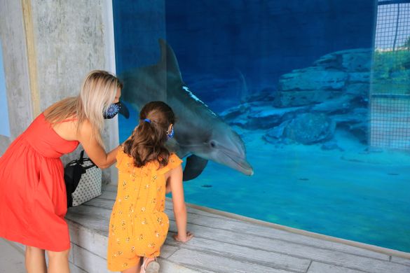 Nicholas the dolphin welcomes guests to the new Stone Dolphin Complex at Clearwater Marine Aquarium (photo courtesy of Clearwater Marine Aquarium). Nicholas the dolphin welcomes guests to the new Stone Dolphin Complex at Clearwater Marine Aquarium (photo courtesy of Clearwater Marine Aquarium).