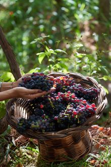 La Fête du Vin de Madère 