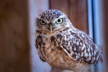 Burrowing Owl at Birdland - Photo credit Cotswold House Photography