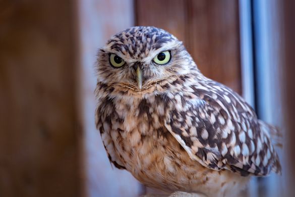 Burrowing Owl at Birdland - Photo credit Cotswold House Photography