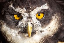 Spectacled Owl at Birdland - Photo credit Cotswold House Photography