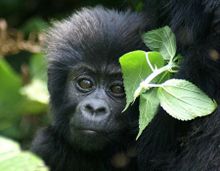 Baby gorilla in Uganda's Bwindi Impenetrable National Park
