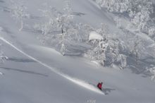 Hoshino Resorts TOMAMU Tree Skiing 