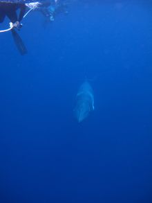 A Dwarf Minke Whale Approaches.