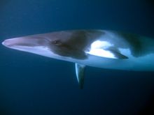 A Dwarf Minke Whale has an inquisitive look.