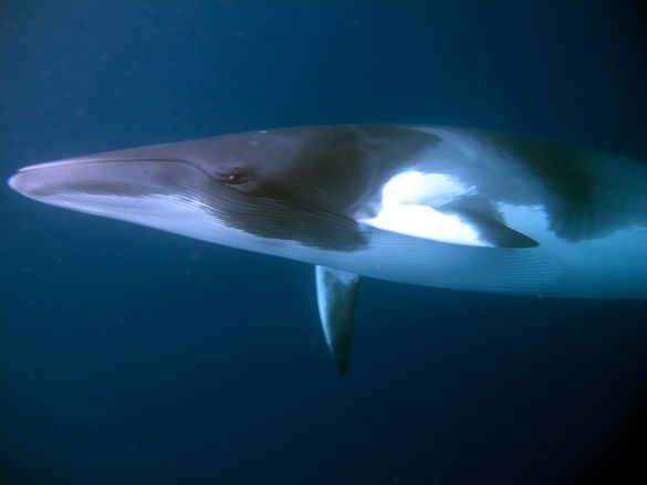 A Dwarf Minke Whale has an inquisitive look.