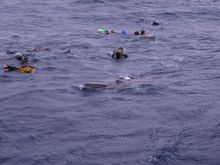 Dwarf Minke Whales are very curious about people and come in close for inspection.