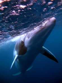 A Dwarf Minke Whale makes a close approach.