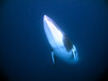 Dwarf Minke Whale on the Great Barrier Reef.