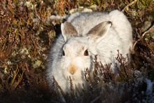 A mountain hare already in its winter coat despite the lack of snow on the ground. Photograph courtesy of Paul Sharman.
