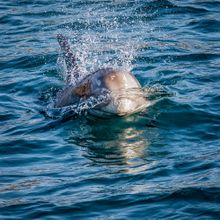 Scottish waters are home to a variety of cetaceans including Risso’s dolphins like this one, even in winter. Photograph courtesy of Paul Sharman/Hebridean Adventures.
