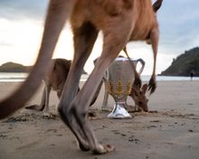 Kangaroos around AFL Premiership Cup at Cape Hillsborough