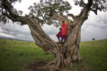 Rekero- Masai Tree