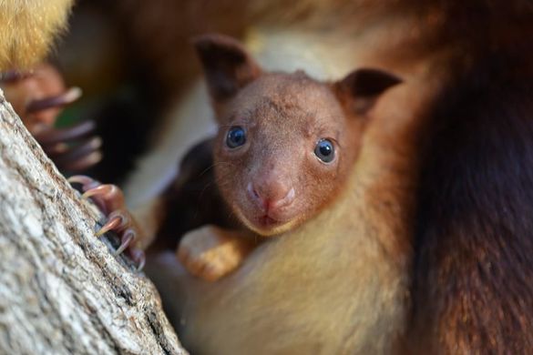 Taronga Zoo's new Tree Kangaroo joey Taronga Zoo's new Tree Kangaroo joey