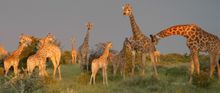 Giraffe at Onguma Game Reserve