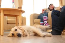 Per friendly lodges at Waveney River Centre, Norfolk