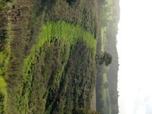 Battlestead Hill on the National Forest Way