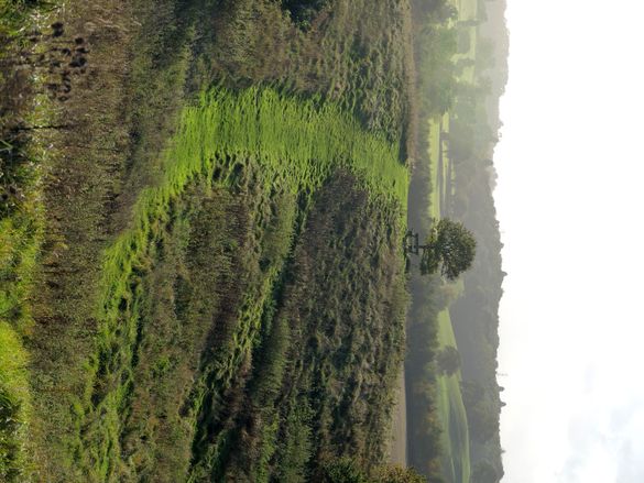 Battlestead Hill on the National Forest Way