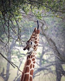 Fossil Rim Wildlife Center