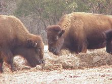 Bison at Fort Worth Nature Center & Refuge 