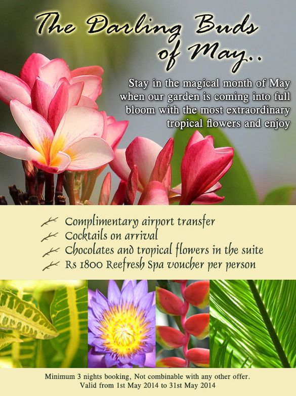 Darling Buds of May Offer