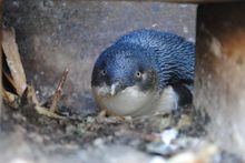Little Blue Penguin from the Oamaru Blue Penguin Colony