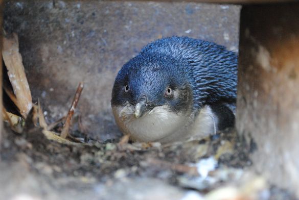 Little Blue Penguin from the Oamaru Blue Penguin Colony